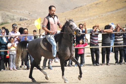 گزارش تصویری دومین همایش زیبایی اسب در اراک