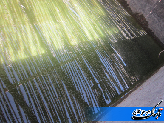 وضعیت نوسازی بافتهای فرسوده در بندرعباس به روایت تصویر وضعیت نوسازی بافتهای فرسوده در بندرعباس به روایت تصویر