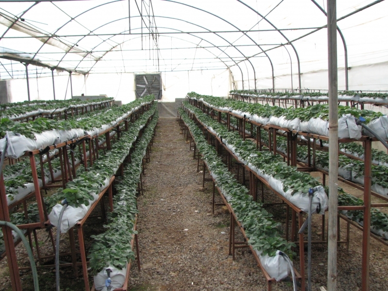 توزیع 44میلیون لیتر سوخت بین بهره برداران بخش کشاورزی قزوین