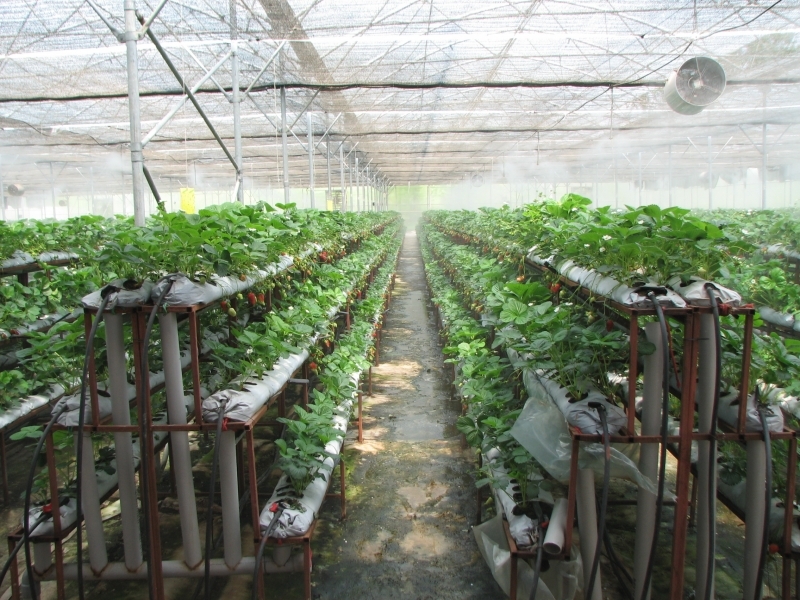 535هزار لیتر سوخت بین بهره برداران بخش کشاورزی شهرستان البرز توزیع شد 535هزار لیتر سوخت بین بهره برداران بخش کشاورزی شهرستان البرز توزیع شد