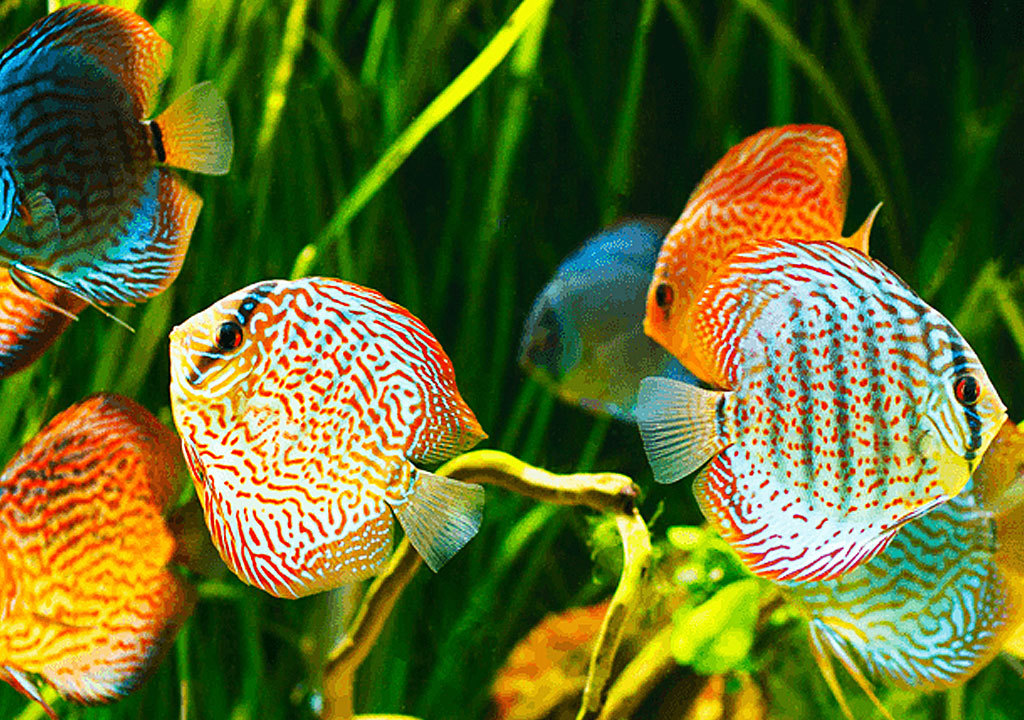 صدور 390 هزار قطعه ماهی زینی از قزوین به خارج از کشور صدور 390 هزار قطعه ماهی زینی از قزوین به خارج از کشور