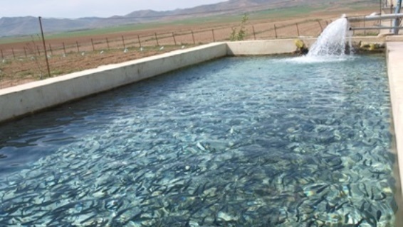 سالانه 100 هزار قطعه زالو در استان قزوین تولید می شود سالانه 100 هزار قطعه زالو در استان قزوین تولید می شود