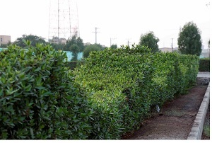 سهم ما از نفت آلایندگی و آلودگیها است/ مردم در زمان گردهافشانی کونوکارپوس ماسک بزنند