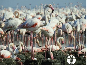 جوجه&zwnj;آوری هزاران فلامینگو در خورهای تالاب شادگان + عکس