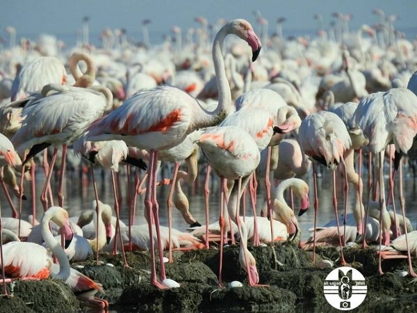 جوجه&zwnj;آوری هزاران فلامینگو در خورهای تالاب شادگان + عکس
