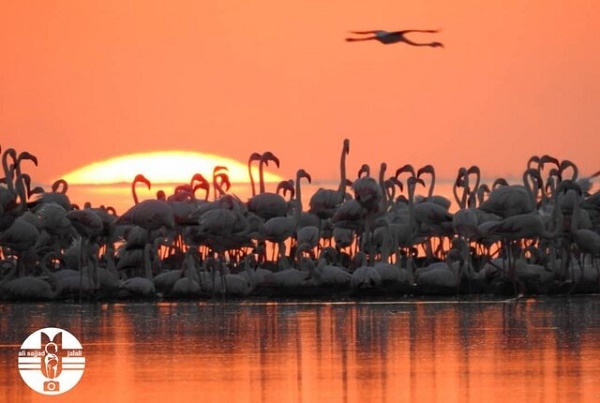 جوجه&zwnj;آوری هزاران فلامینگو در خورهای تالاب شادگان + عکس