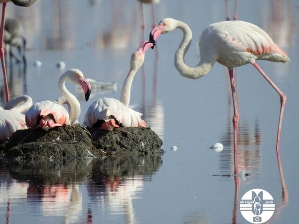جوجه&zwnj;آوری هزاران فلامینگو در خورهای تالاب شادگان + عکس