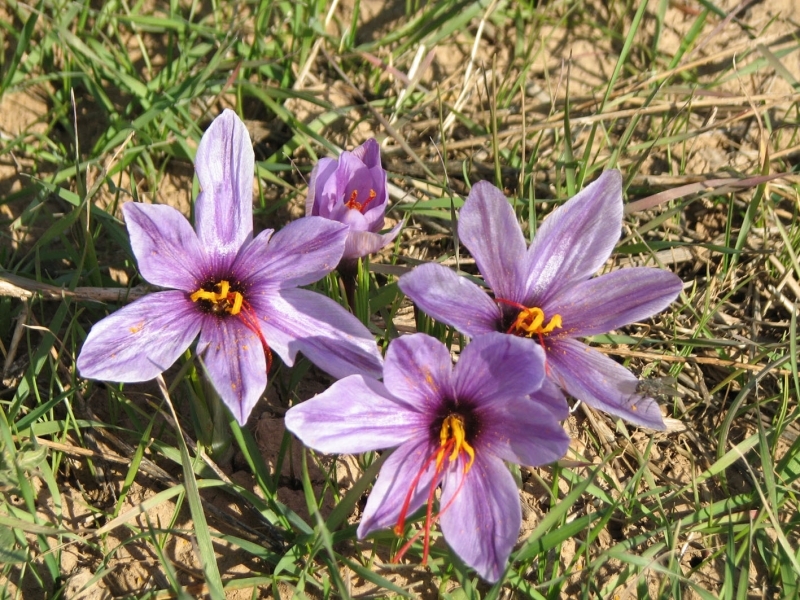 سالانه 38 تن گیاه دارویی در شهرستان آبیک تولید می&zwnj;شود