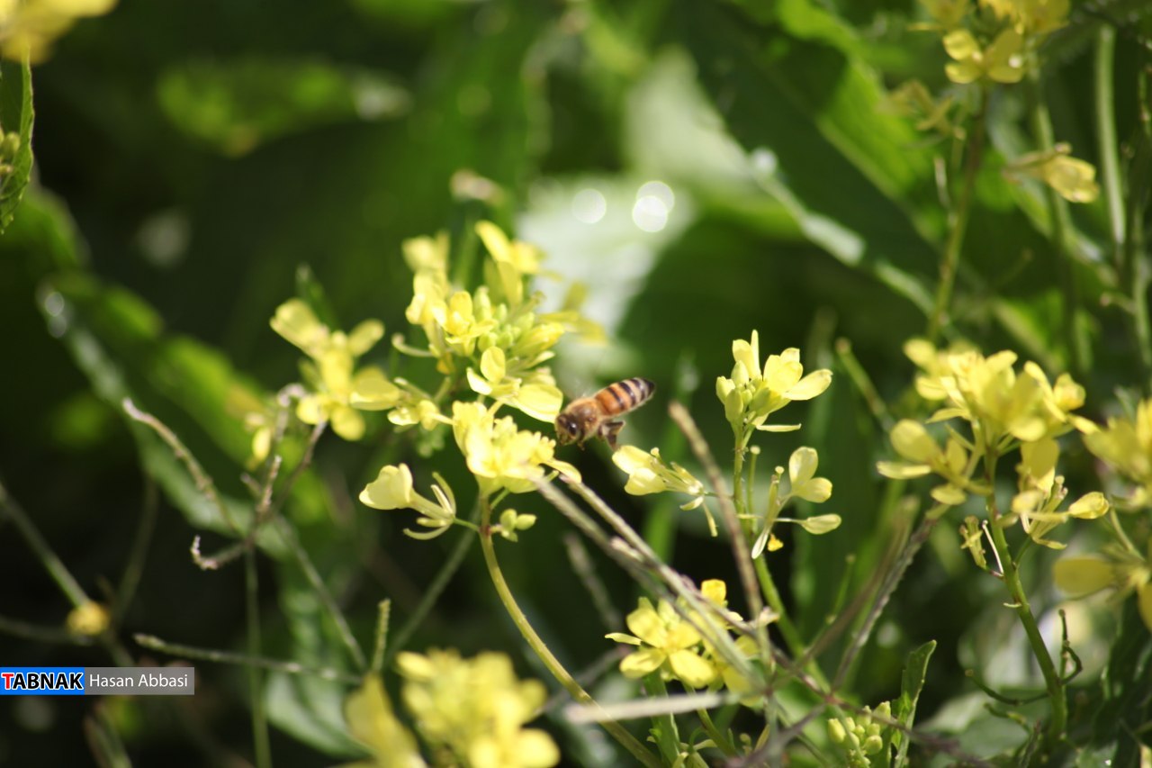 تنگ خلیل تنگ خلیل