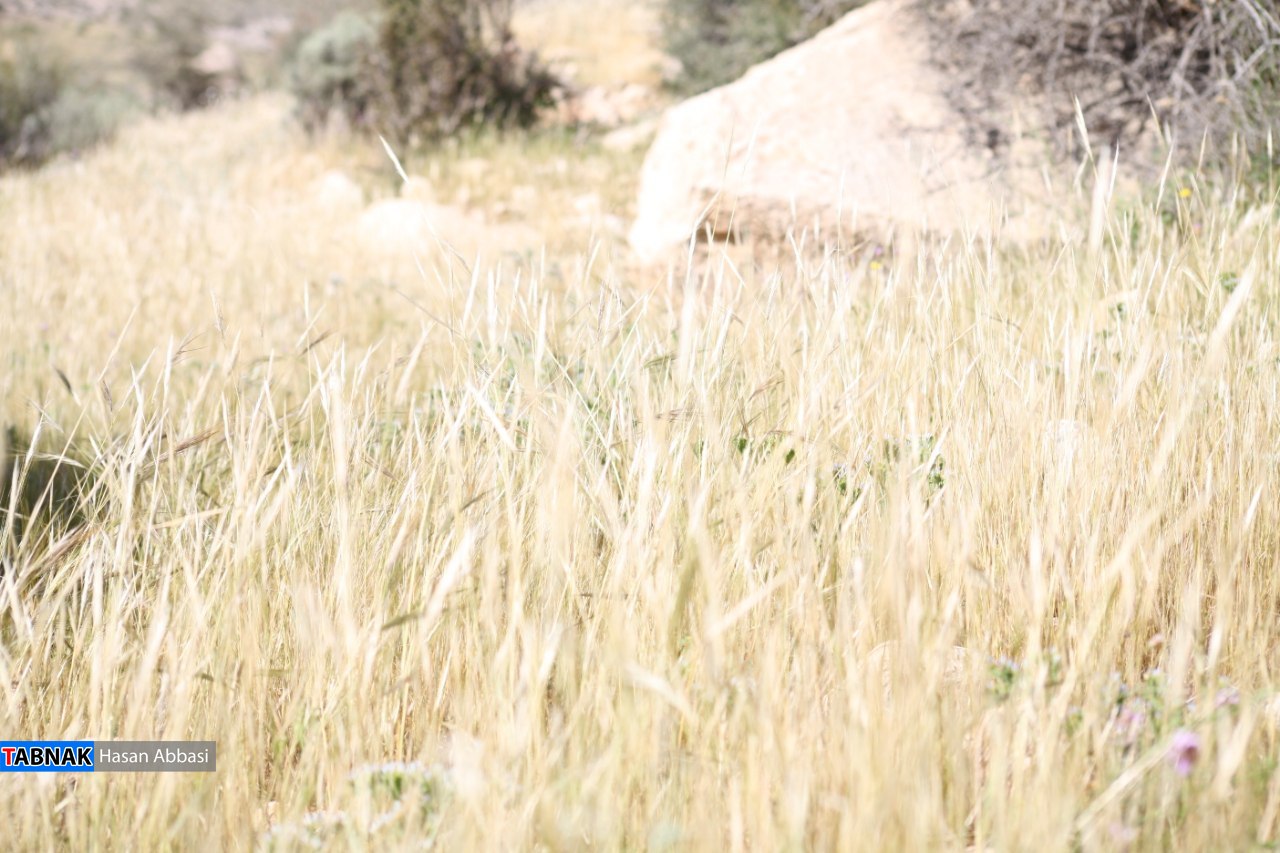 تنگ خلیل تنگ خلیل