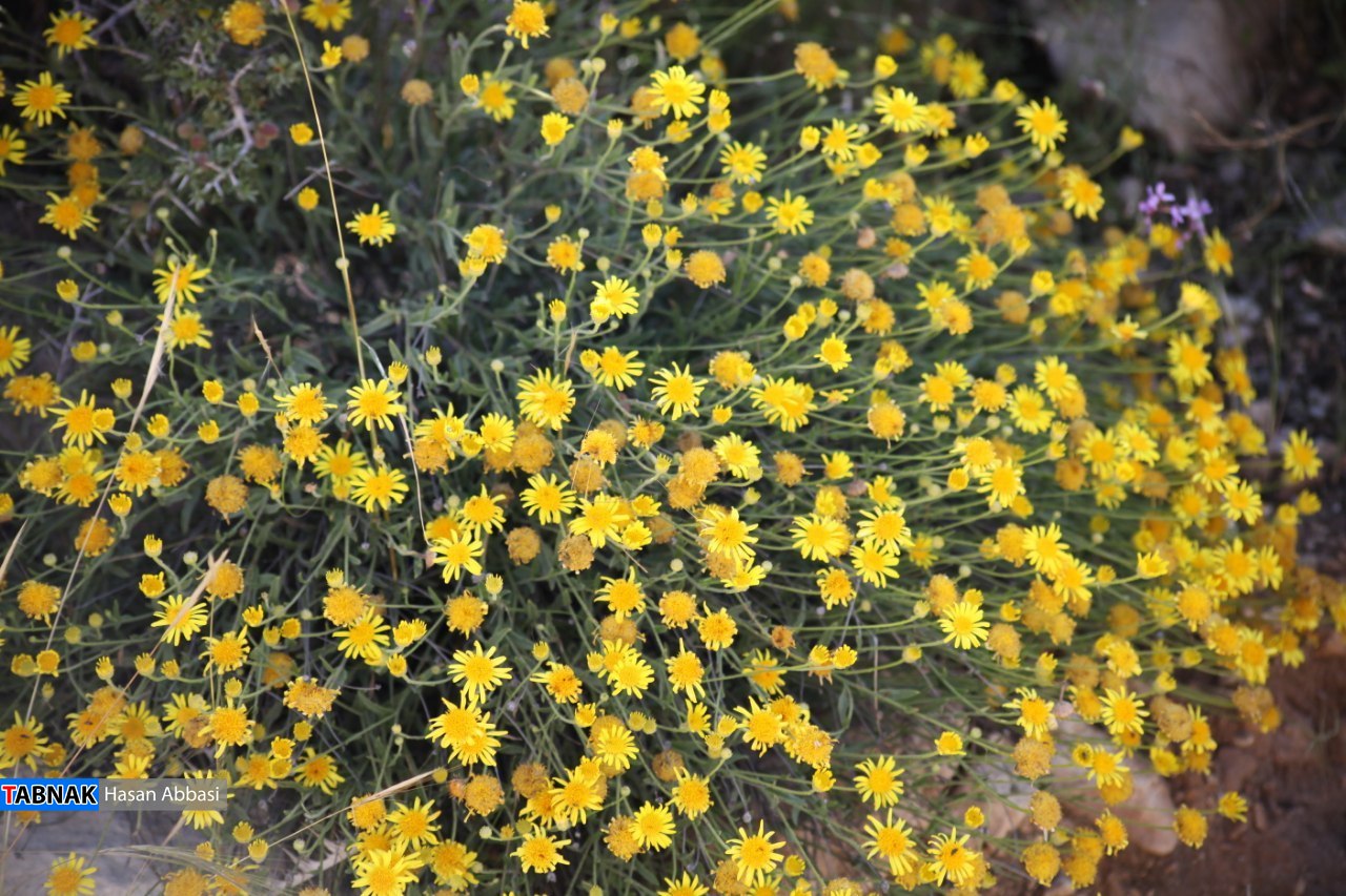 تنگ خلیل تنگ خلیل