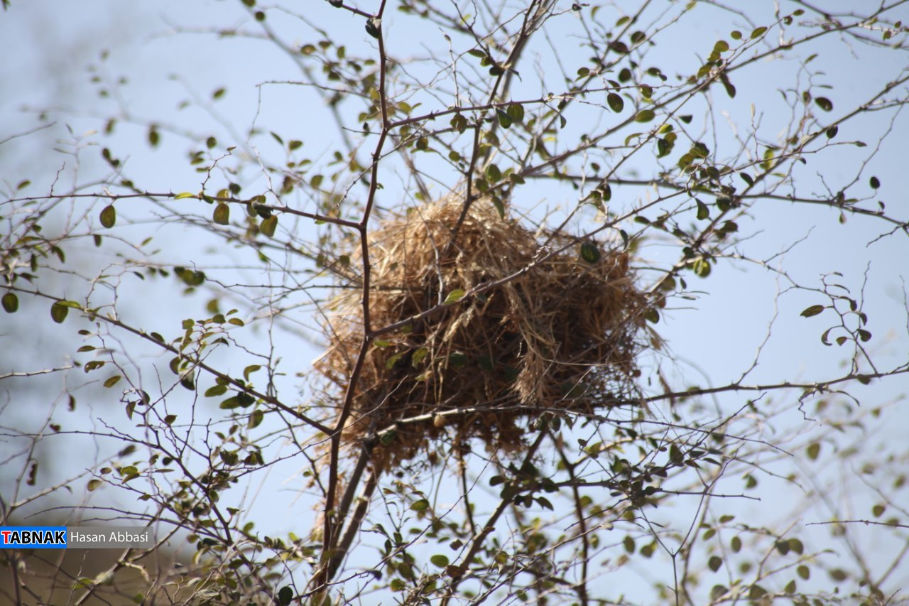 تنگ خلیل تنگ خلیل