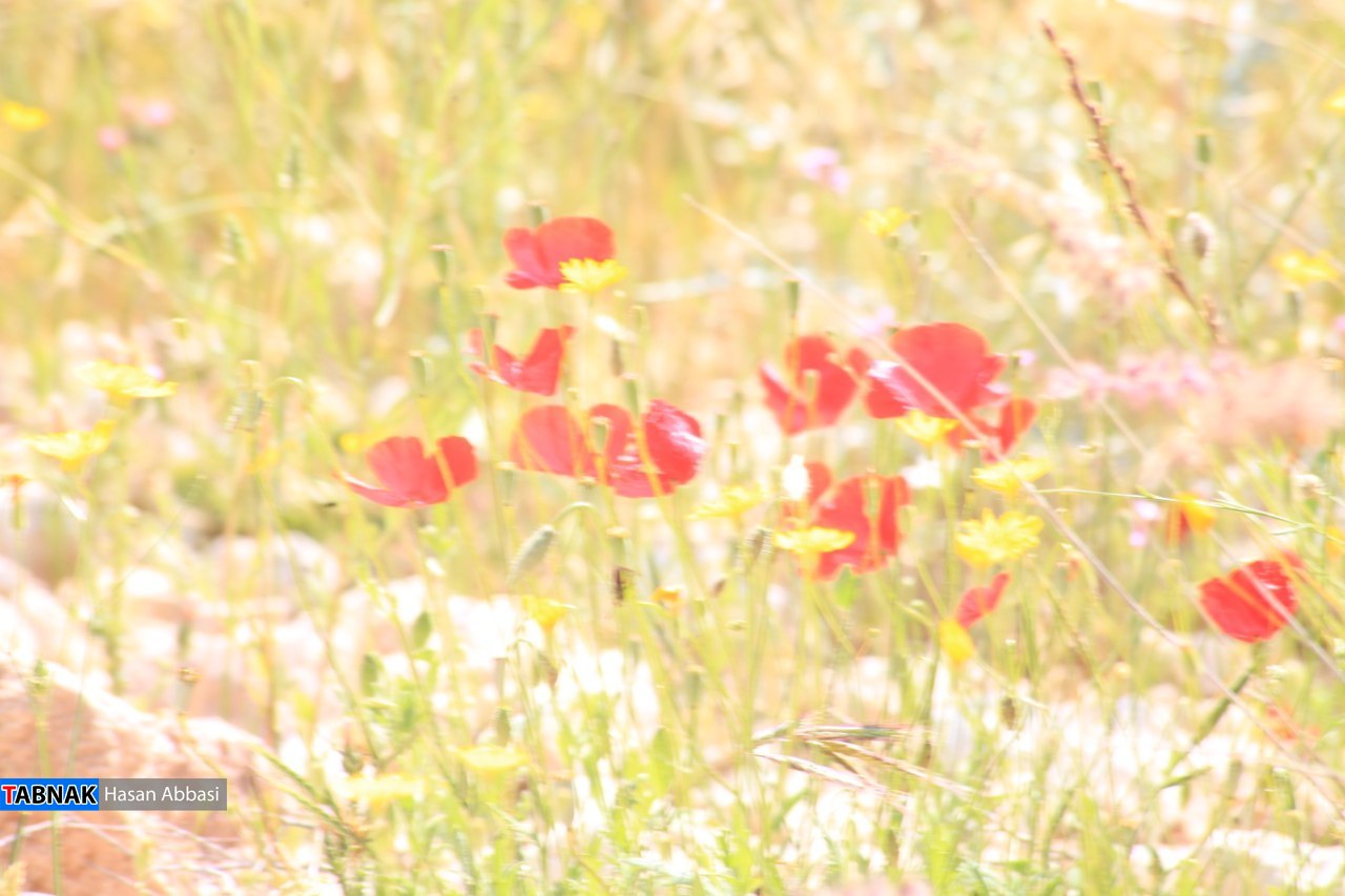 تنگ خلیل تنگ خلیل