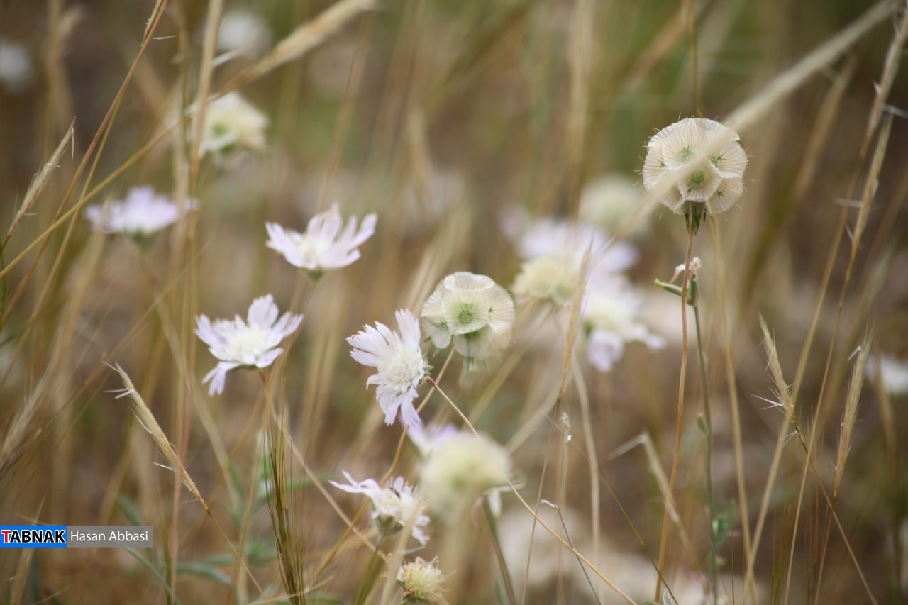 دره شاهی دره شاهی