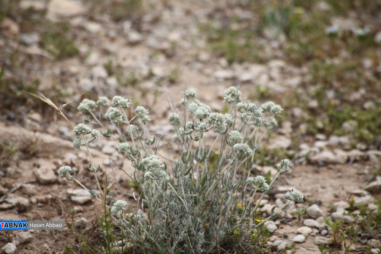 دره شاهی دره شاهی