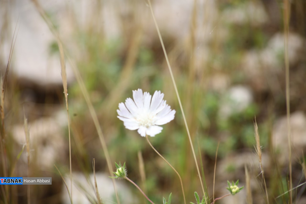دره شاهی دره شاهی