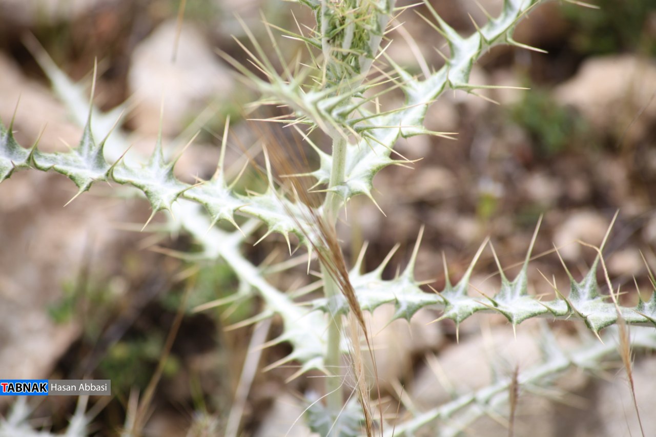 دره شاهی دره شاهی