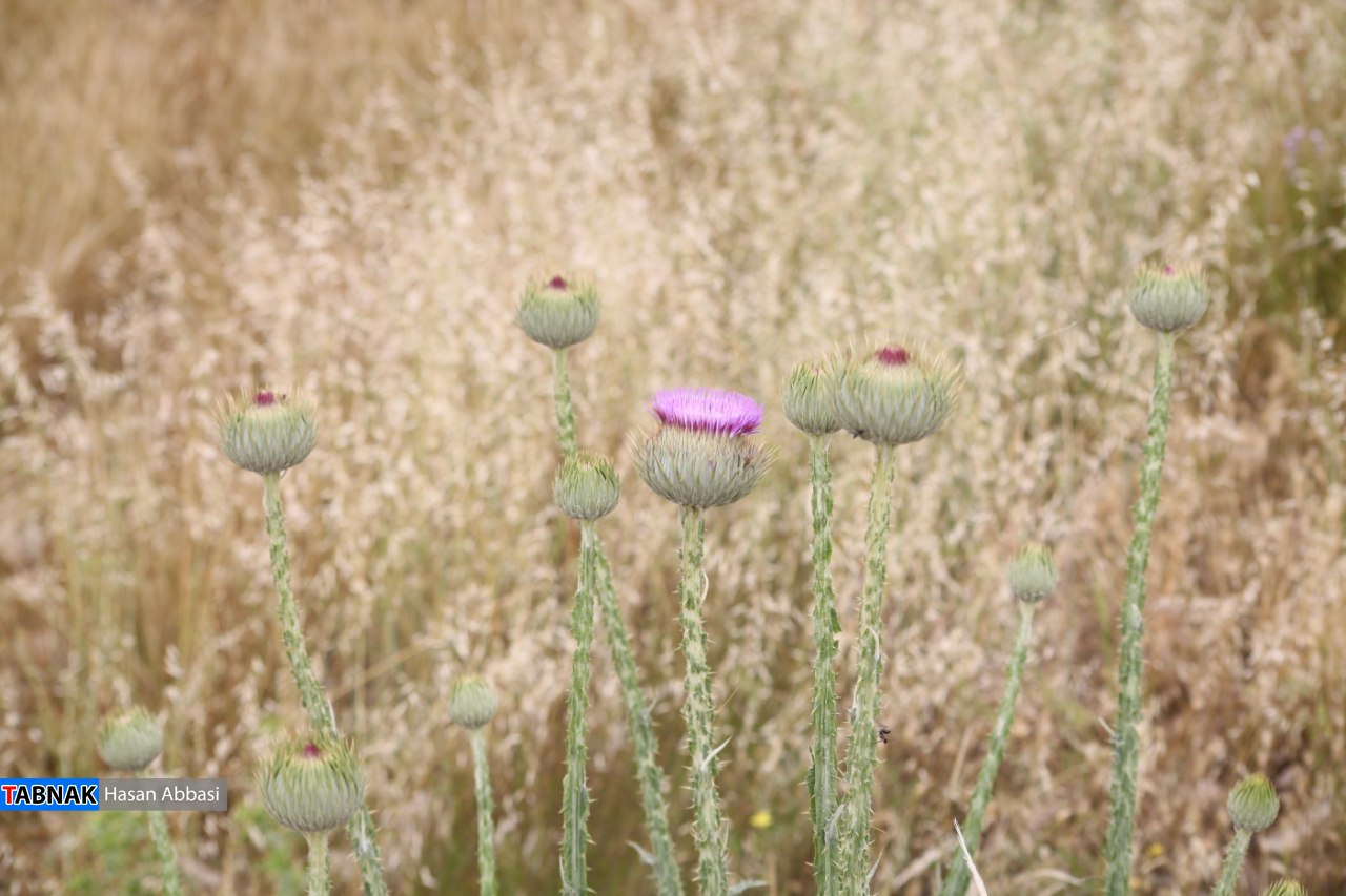 دره شاهی دره شاهی