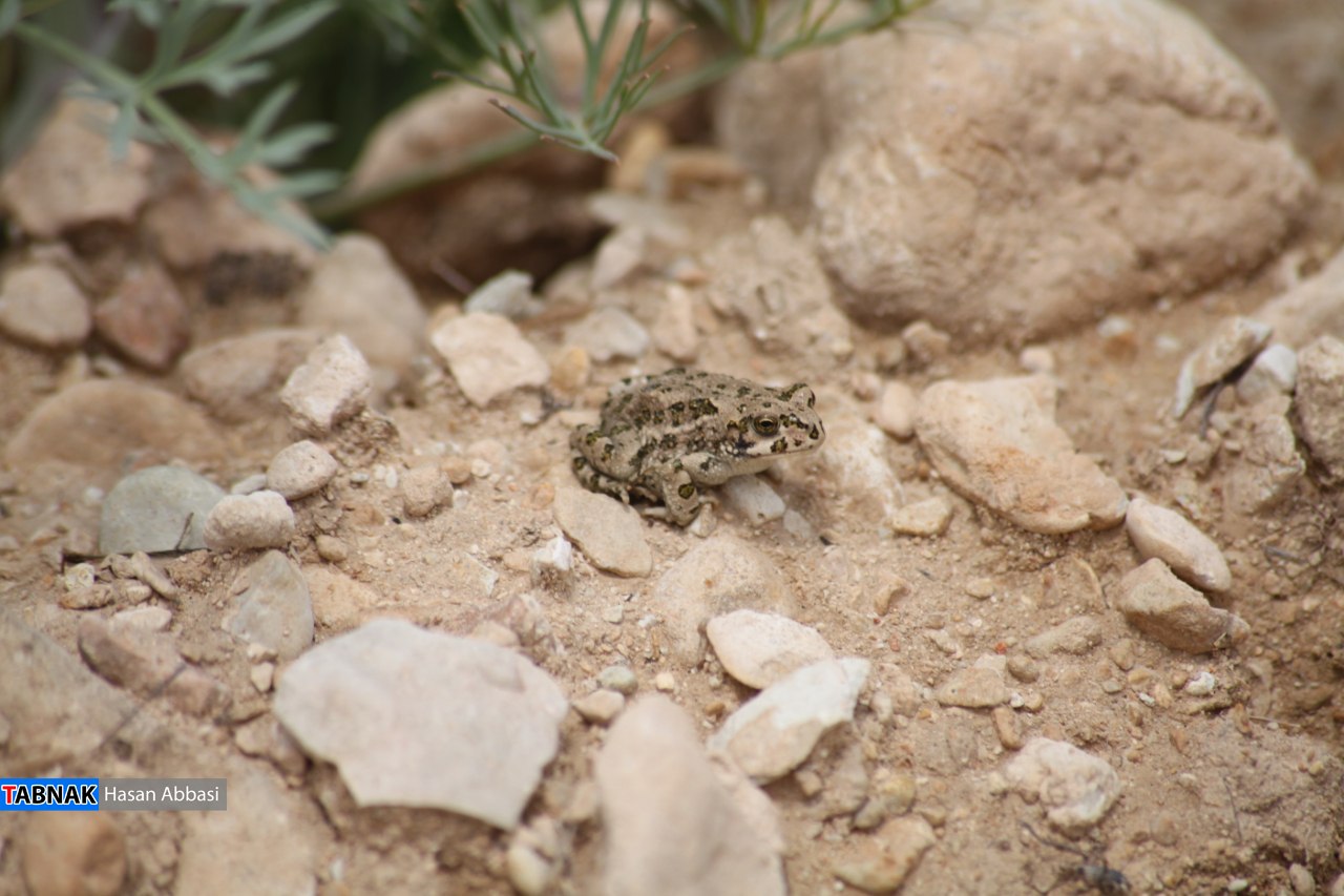 دره شاهی دره شاهی