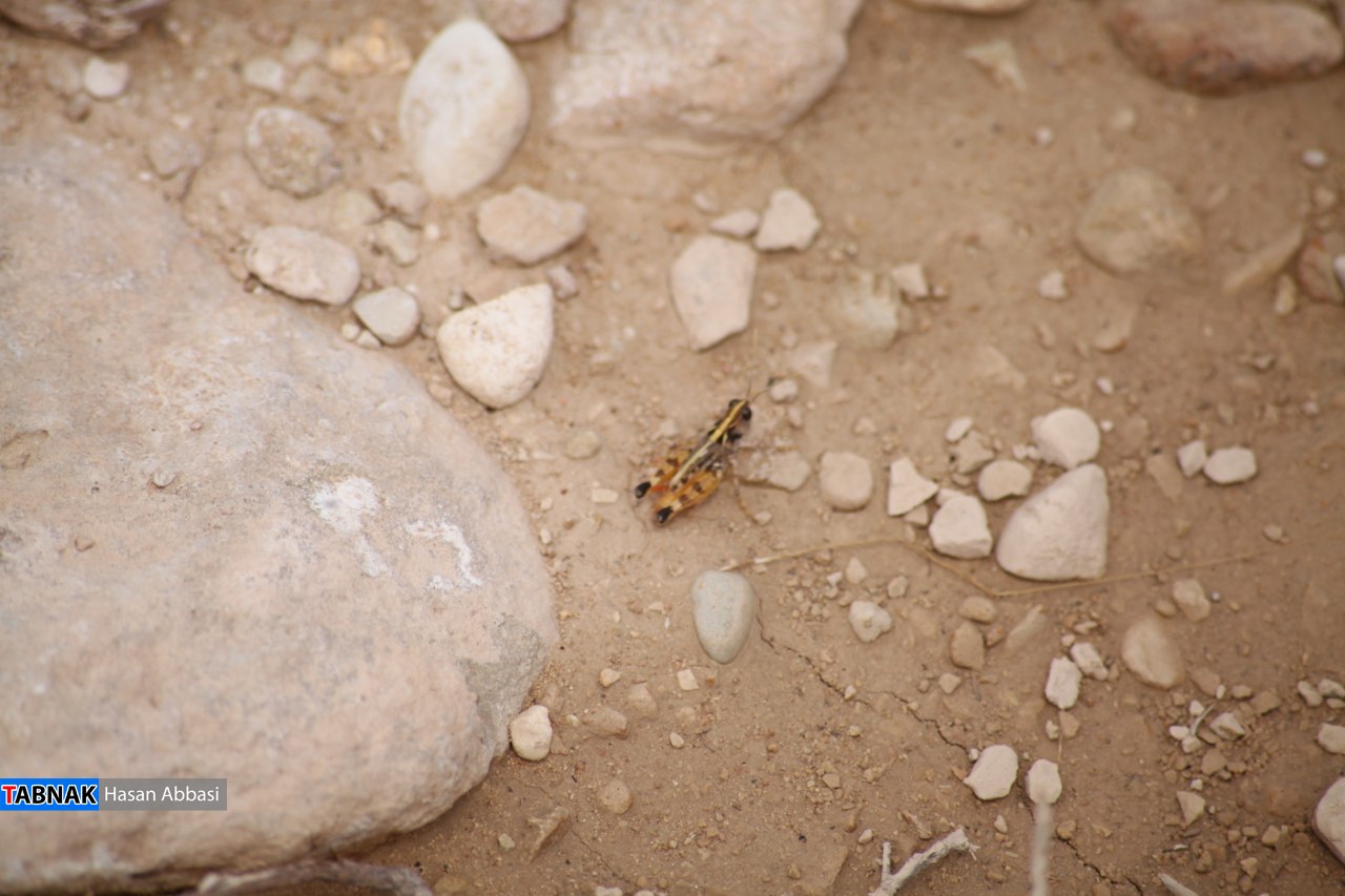 دره شاهی دره شاهی