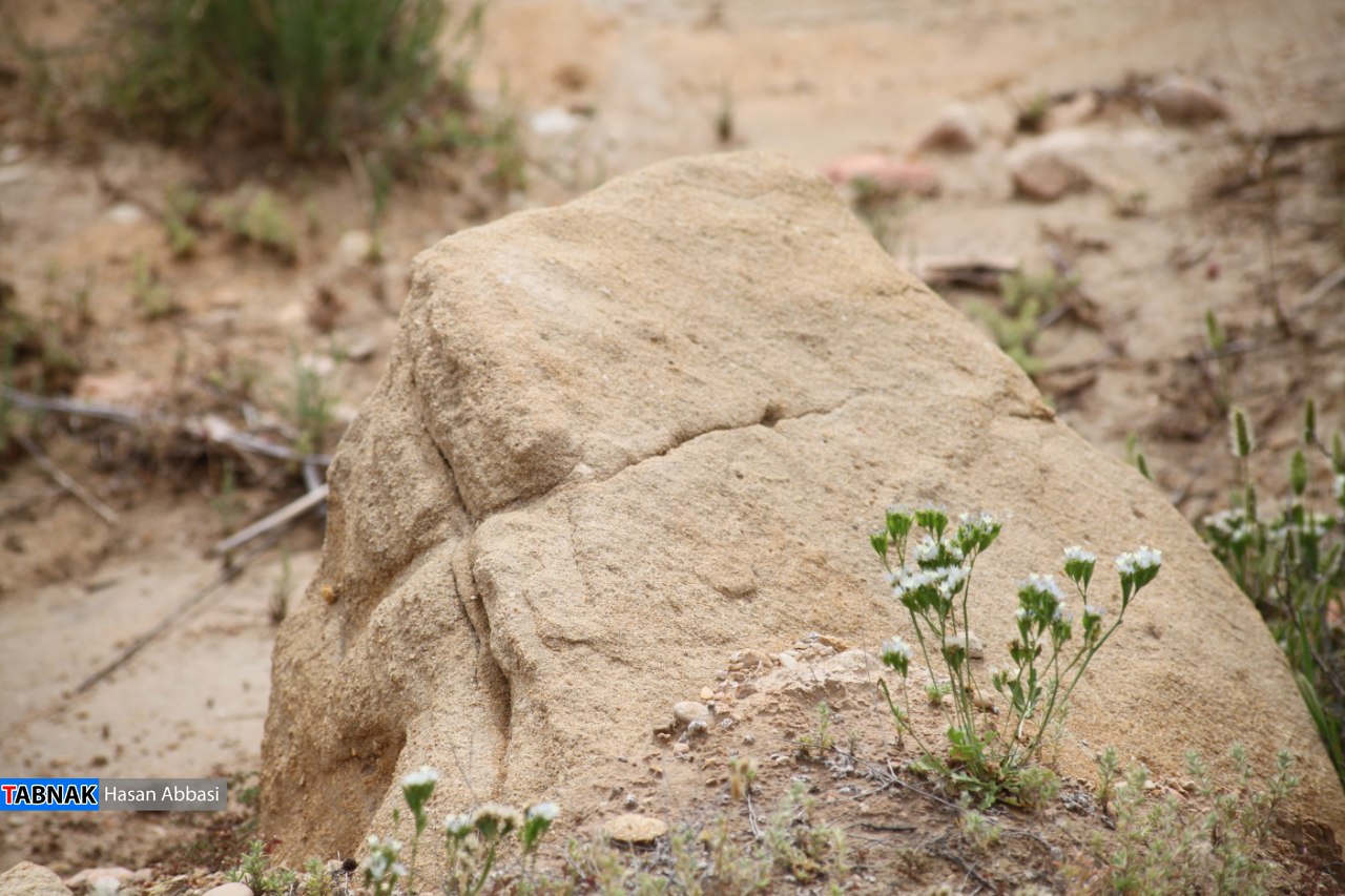 تاگزو تاگزو