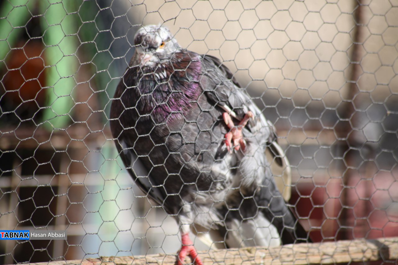 کارگزاری؛ از فروش تا کشتار!