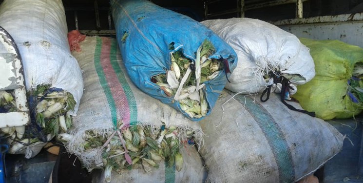 درد دل غم انگیز بیلَهَر و... با جاوید بخت مدیر کل منابع طبیعی کهگیلویه وبویراحمد