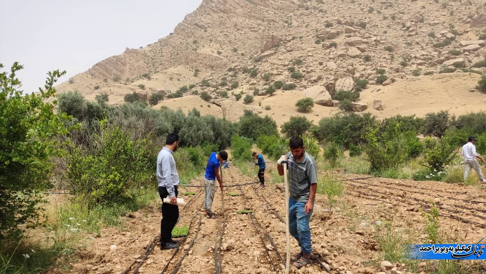 لنده، توان تولید « گیاهان دارویی» خود را افزایش میدهد/کاشت یک میلیون نشای گیاهان دارویی در سال ۱۴۰۱+تصاویر+تصاویر لنده، توان تولید « گیاهان دارویی» خود را افزایش میدهد/کاشت یک میلیون نشای گیاهان دارویی در سال ۱۴۰۱+تصاویر+تصاویر