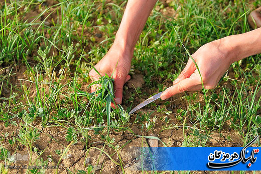 برداشت سالیانه ۲۰۰ تن گیاهان دارویی از رویشگاههای هرمزگان برداشت سالیانه ۲۰۰ تن گیاهان دارویی از رویشگاههای هرمزگان