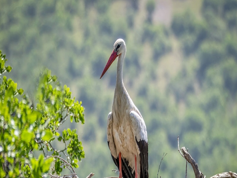 استان کرمانشاه زیستگاه ۲۵۰ گونه پرنده بومی و مهاجر