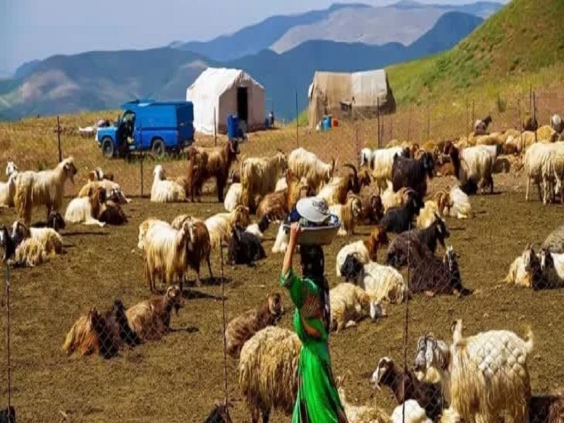 کوچ بهاره عشایر کرمانشاه آغاز شد