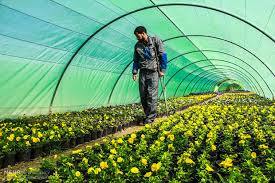 تولید ۵۰۰ هزار نشاء گُلفصلی در کرمانشاه/طرح استقبال از بهار اجرا می شود