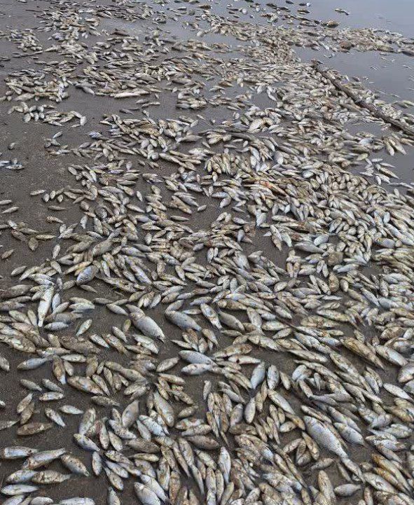 علت اصلی مرگ و میر ماهیها در رودخانه درویشآباد محمود آباد