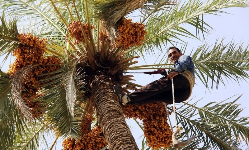 آغاز کشت تجاری خرمای مجول در بزرگترین مجتمع کشت بافت جنوب کشور آغاز کشت تجاری خرمای مجول در بزرگترین مجتمع کشت بافت جنوب کشور