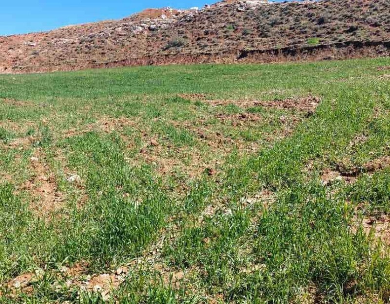 خسارت ۶۰ درصدی تگرگ به مزارعه کشاورزی آبدانان