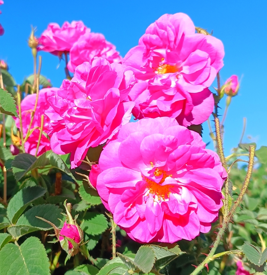 خنکترین منطقه کرمان با شهرت جهانی در عطر و طعم گلاب/لالهزار نامزد شایسته خنکترین منطقه کرمان با شهرت جهانی در عطر و طعم گلاب/لالهزار نامزد شایسته