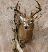 انهدام باند قاچاق حیات وحش در کرمان/ یک کارگاه تاکسیدرمی غیرمجاز در کرمان کشف و منهدم شد