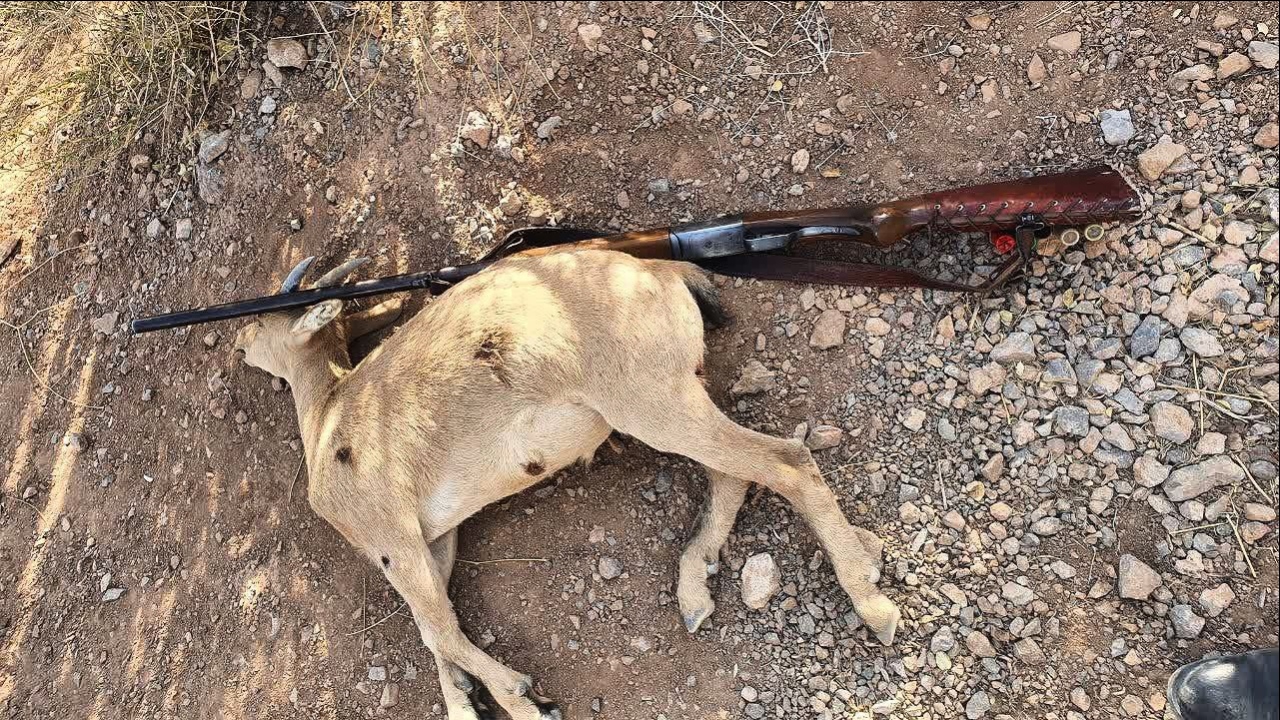 شکارچی بزغاله وحشی دنا دستگیر شد شکارچی بزغاله وحشی دنا دستگیر شد