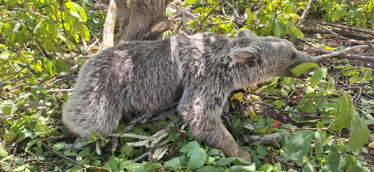 نجات خرس ۵ ساله از تله مرگ + تصاویر نجات خرس ۵ ساله از تله مرگ + تصاویر