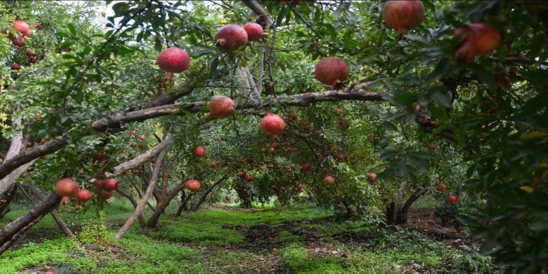 انار سیاب، گنجینهای مغفول؛ جشنوارهای برای معرفی ظرفیتهای کشاورزی لرستان انار سیاب، گنجینهای مغفول؛ جشنوارهای برای معرفی ظرفیتهای کشاورزی لرستان
