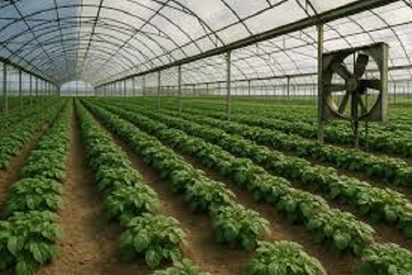 نخستین گلخانه صنعتی تولید صیفیجات در دشتعباس دهلران راه اندازی شد نخستین گلخانه صنعتی تولید صیفیجات در دشتعباس دهلران راه اندازی شد