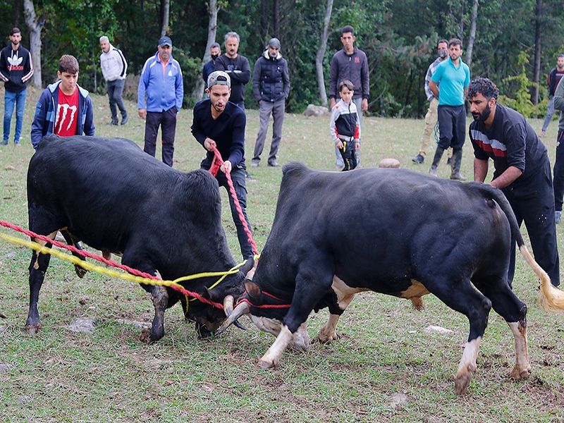 دستگیری ۳ متهم برگزاری قمار حیوانی