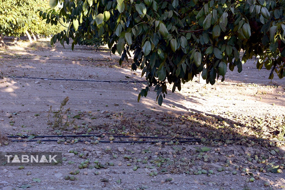 برداشت گردو اصلاح شده با دستگاه مکانیزه برداشت گردو اصلاح شده با دستگاه مکانیزه