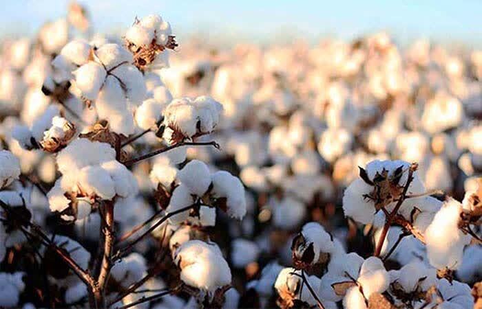 استفاده از دانش هستهای در کشت پنبه؛ تولید دوبرابری در بروجرد و کاهش وابستگی به واردات استفاده از دانش هستهای در کشت پنبه؛ تولید دوبرابری در بروجرد و کاهش وابستگی به واردات