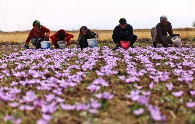 رشد کشت طلای سرخ در کردستان؛ ۱۰۰ هکتار از اراضی استان زیر کشت زعفران رفت رشد کشت طلای سرخ در کردستان؛ ۱۰۰ هکتار از اراضی استان زیر کشت زعفران رفت