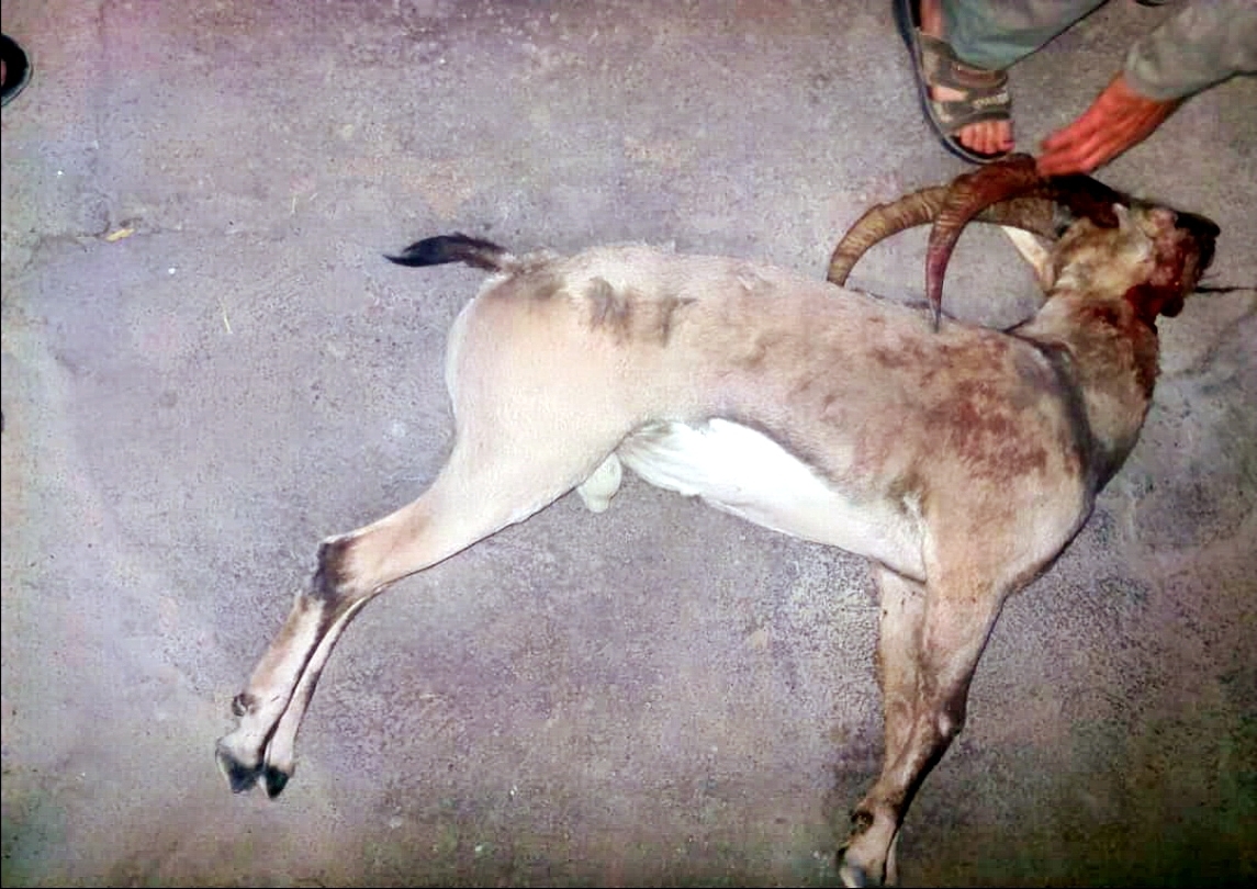 شکارچی مسلح شکار را رها و فرار کرد شکارچی مسلح شکار را رها و فرار کرد