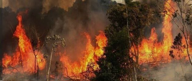 آتشسوزی در جنگل هیرکانی گسترش یافت/ اعزام هواپیمای اطفای حریق بعد از 19 روز! آتشسوزی در جنگل هیرکانی گسترش یافت/ اعزام هواپیمای اطفای حریق بعد از 19 روز!