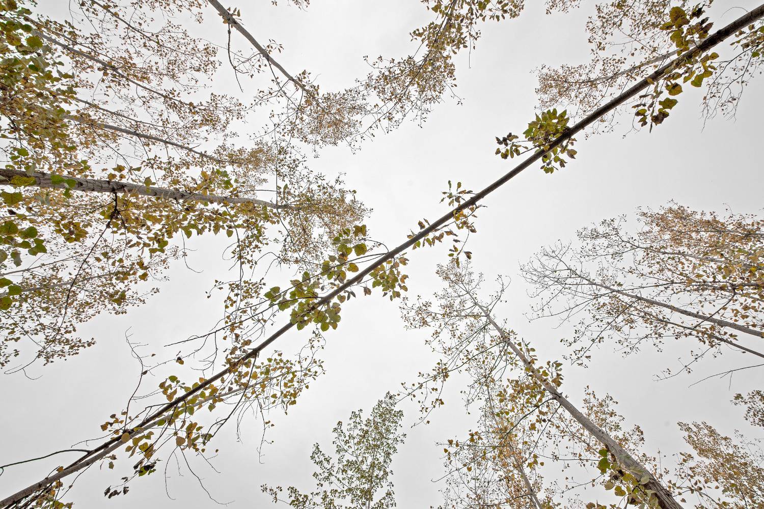 طبیعت پائیزی جنگل دالخانی و نمک آبرود مازندران