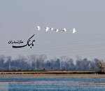 مازندران میزبان زمستانی قوهای مهاجر