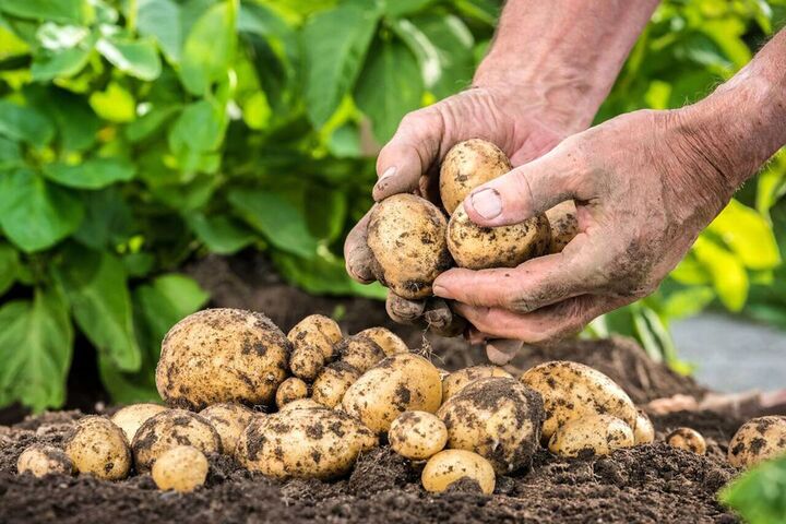 تولید ۶.۲ درصد سیبزمینی کشور در کردستان/ تأکید بر انسجام برای تقویت بخش کشاورزی تولید ۶.۲ درصد سیبزمینی کشور در کردستان/ تأکید بر انسجام برای تقویت بخش کشاورزی